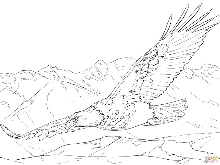 Bald eagle coloring book