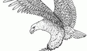 Bald eagle coloring book