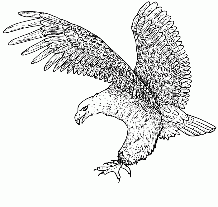 Bald eagle coloring book