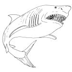 Shark coloring book pages