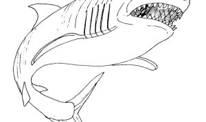 Shark coloring book pages