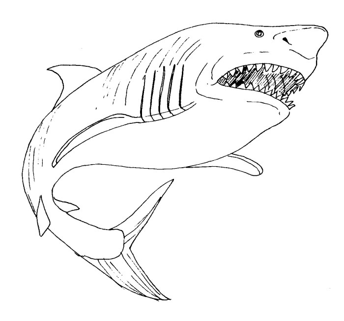 Shark coloring book pages